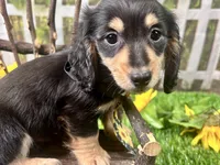 Nixon, a male Miniature Dachshund for sale in Lead Hill, AR – 5 of 7