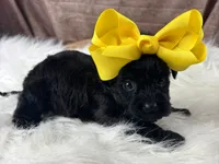 Remi, a female Yorkipoo for sale in Lead Hill, AR – 2 of 6