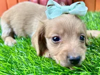 Sunny, a female Miniature Dachshund for sale in Lead Hill, AR – 5 of 5