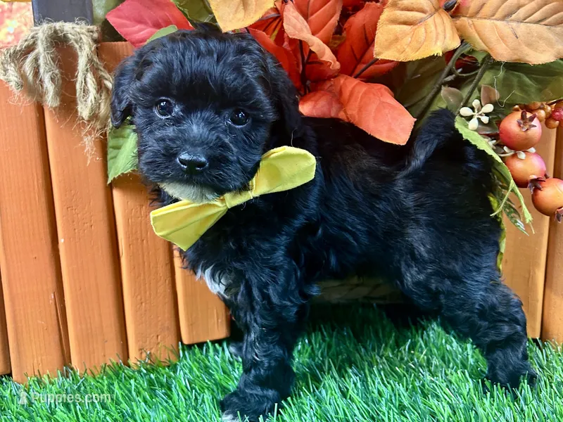 Teague – Shihpoo puppy for sale in Lead Hill, AR