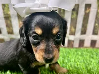 Millie, a female Miniature Dachshund for sale in Lead Hill, AR – 7 of 7