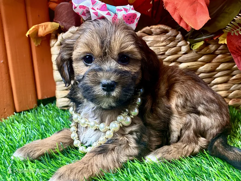 Taylor – Shihpoo puppy for sale in Lead Hill, AR