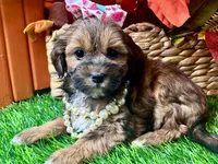 Taylor, a female Shihpoo for sale in Lead Hill, AR – 1 of 9