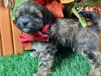 Trigg, a male Shihpoo for sale in Lead Hill, AR – 4 of 7