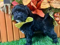 Teague, a male Shihpoo for sale in Lead Hill, AR – 4 of 5