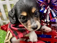Miller, a male Miniature Dachshund for sale in Lead Hill, AR – 5 of 7
