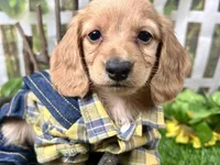 Larry, a male Miniature Dachshund for sale in Lead Hill, AR – 5 of 8