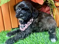 Trixie, a female Shihpoo for sale in Lead Hill, AR – 2 of 7