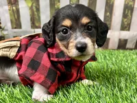 Miller, a male Miniature Dachshund for sale in Lead Hill, AR – 3 of 7
