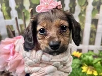 Lacy Lou, a female Miniature Dachshund for sale in Lead Hill, AR – 2 of 8