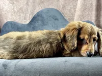 Lewis, a male Miniature Dachshund for sale in Lead Hill, AR – 8 of 9