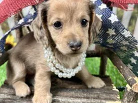 Nora, a female Miniature Dachshund for sale in Lead Hill, AR – 8 of 8