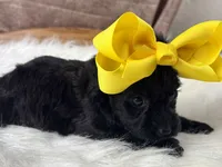Remi, a female Yorkipoo for sale in Lead Hill, AR – 6 of 6