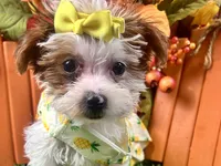 Rosie Lee, a female Yorkipoo for sale in Lead Hill, AR – 4 of 8