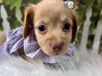 Navy, a female Miniature Dachshund for sale in Lead Hill, AR – 4 of 7