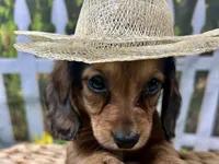 Leah, a female Miniature Dachshund for sale in Lead Hill, AR – 6 of 6