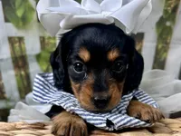 Millie, a female Miniature Dachshund for sale in Lead Hill, AR – 1 of 7