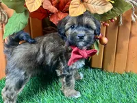 Trigg, a male Shihpoo for sale in Lead Hill, AR – 7 of 7
