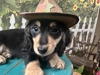Nixon, a male Miniature Dachshund for sale in Lead Hill, AR – 7 of 7