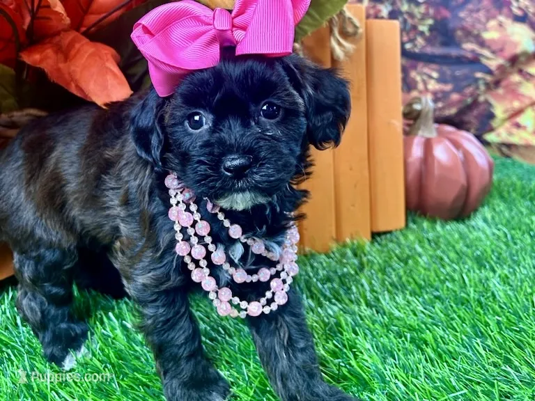 Trixie – Shihpoo puppy for sale in Lead Hill, AR