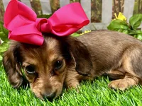 Leah, a female Miniature Dachshund for sale in Lead Hill, AR – 5 of 6