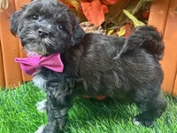 Teddy, a male Shihpoo for sale in Lead Hill, AR – 2 of 8