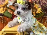 Rosie Lee, a female Yorkipoo for sale in Lead Hill, AR – 7 of 8