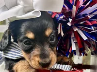 Millie, a female Miniature Dachshund for sale in Lead Hill, AR – 3 of 7