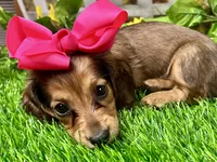 Leah, a female Miniature Dachshund for sale in Lead Hill, AR – 2 of 6