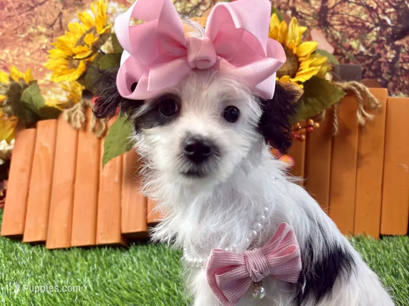 Ruby Kate – Yorkipoo puppy for sale in Lead Hill, AR