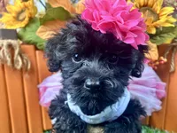 Remi, a female Yorkipoo for sale in Lead Hill, AR – 5 of 6