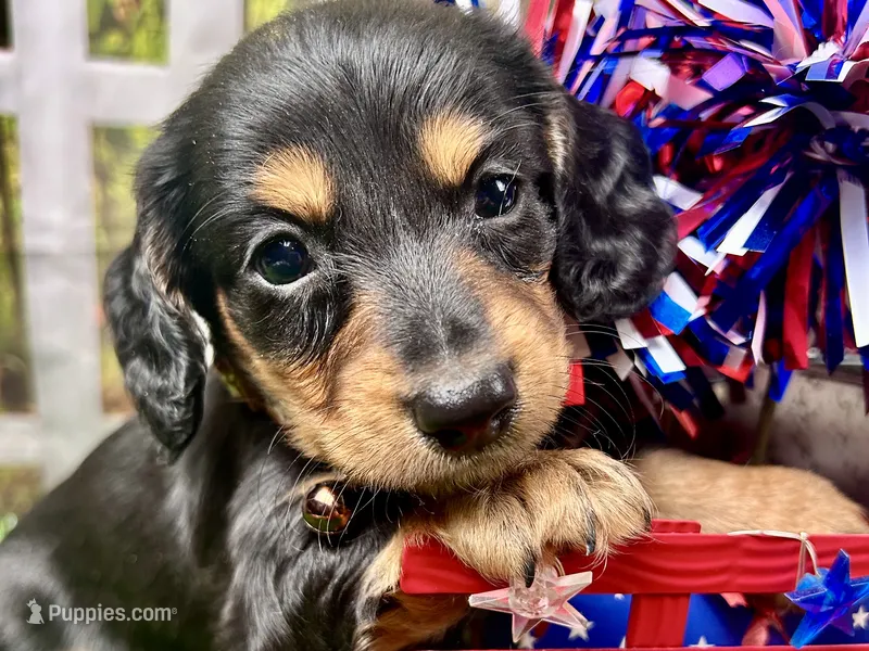 Max – Miniature Dachshund puppy for sale in Lead Hill, AR