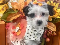 Ruby Kate, a female Yorkipoo for sale in Lead Hill, AR – 3 of 6