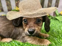 Lacy Lou, a female Miniature Dachshund for sale in Lead Hill, AR – 8 of 8