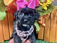 Trixie, a female Shihpoo for sale in Lead Hill, AR – 6 of 7