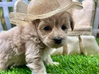 Pearl, a female Maltipoo for sale in Lead Hill, AR – 5 of 5