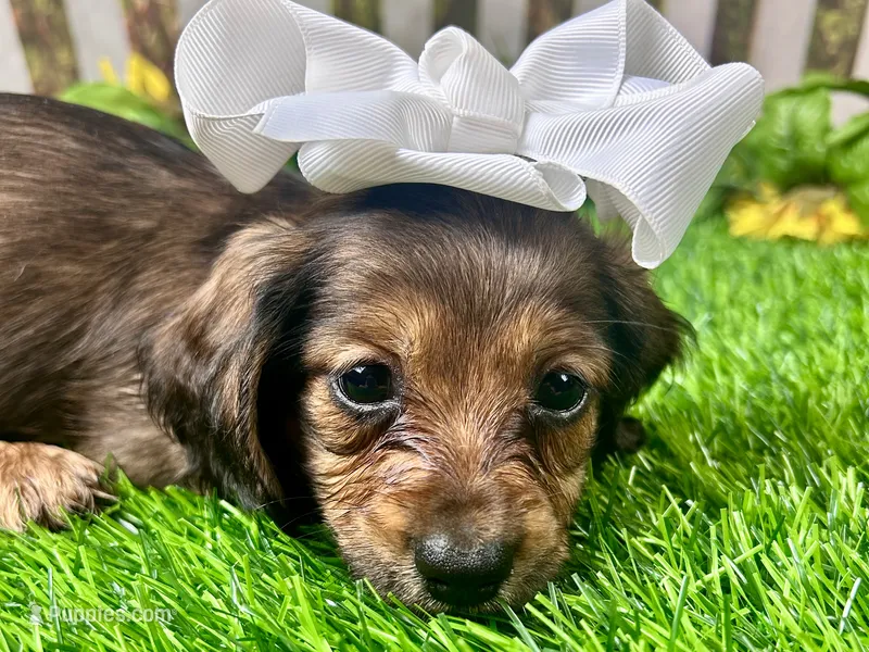 Lacy Lou – Miniature Dachshund puppy for sale in Lead Hill, AR