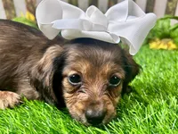 Lacy Lou, a female Miniature Dachshund for sale in Lead Hill, AR – 1 of 8