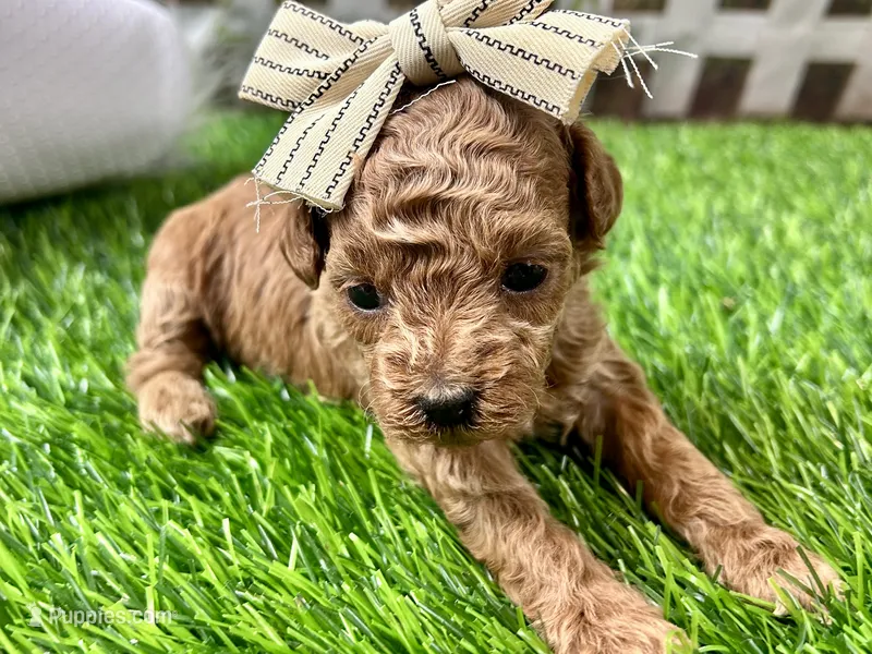 Opal – Poodle - Toy  puppy for sale in Lead Hill, AR
