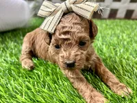 Opal, a female Poodle - Toy  for sale in Lead Hill, AR – 1 of 5