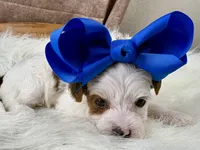 Rosie Lee, a female Yorkipoo for sale in Lead Hill, AR – 4 of 7