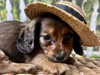 Lacy Lou, a female Miniature Dachshund for sale in Lead Hill, AR – 5 of 8