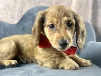 Lewis, a male Miniature Dachshund for sale in Lead Hill, AR – 3 of 9