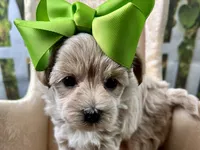 Pearl, a female Maltipoo for sale in Lead Hill, AR – 2 of 5
