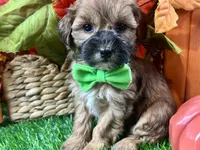 Theo, a male Shihpoo for sale in Lead Hill, AR – 5 of 8