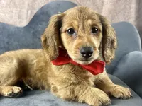 Lewis, a male Miniature Dachshund for sale in Lead Hill, AR – 7 of 9