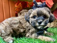 Tilly, a female Shihpoo for sale in Lead Hill, AR – 2 of 9