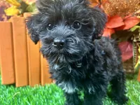 Remi, a female Yorkipoo for sale in Lead Hill, AR – 6 of 6