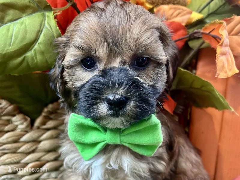 Theo – Shihpoo puppy for sale in Lead Hill, AR