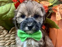 Theo, a male Shihpoo for sale in Lead Hill, AR – 1 of 8